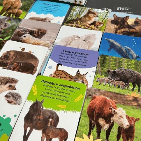 Серия умных двухсторонних картонных  карточек "Животные" 16 карточек фото 2